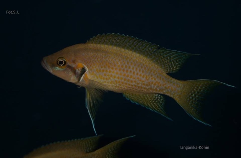 Neolamprologus helianthus